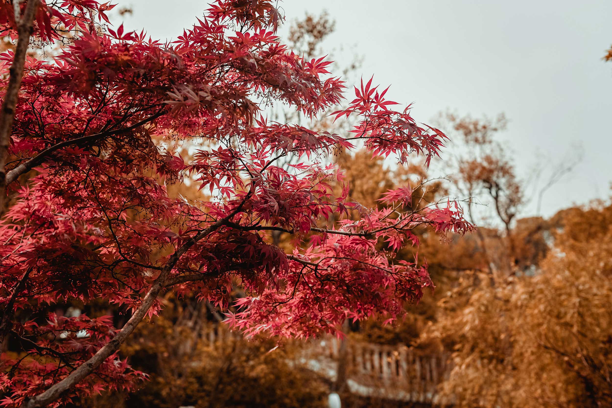Ein Baum mit roten Blättern